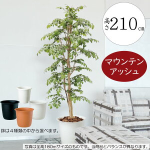 tFCNO[ ^  lC A CeAO[ ϗtA lHϗtA lH  CeA IuWF A[gO[ fBXvC Mtg Vzj JXj 