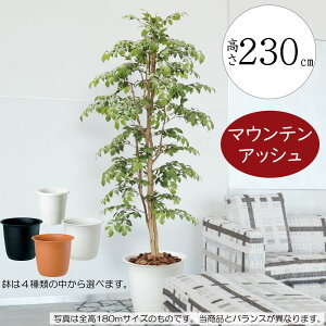 tFCNO[ ^  lC A CeAO[ ϗtA lHϗtA lH  CeA IuWF A[gO[ fBXvC Mtg Vzj JXj 