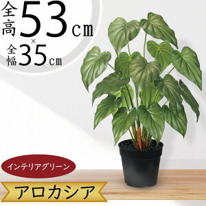 AJVA NYC tFCNO[ lC  CeAO[ A lHϗtA ϗtA lH  A[gvc A[gO[  CeA IuWF Ƌ 