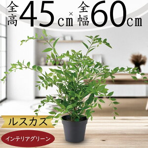 tFCNO[  lC A  CeAO[ lHϗtA  lH  A[gO[ IuWF { CeA Mtg 蕨 Vzj JXj 