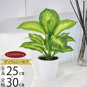 tFCNO[ lC ϗtA  CeAO[ fBtFoLA  CeA Ƌ  A lHϗtA lH A[gO[ A[gvc IuWF 