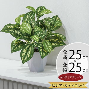 tFCNO[ lC ϗtA  CeAO[ sAJfBGC~  CeA Ƌ  lHϗtA lH A[gO[ A[gvc A IuWF 