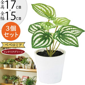 tFCNO[ ^  lC  A CeAO[ yy~A ϗtA lHϗtA lH  IuWF CeA e[u  Vzj JXj Mtg 