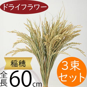  hCt[  VRf i`O[ Rf ϗtA CeA IuWF Ƌ G t[AWg fBXvC  ԍ  ACe   