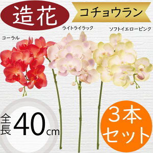 Ӓ   lC Mtg v[g t[AWg A j JX JƏj J@j ړ]j i A[eBtBVt[ R`E I[Lbh t