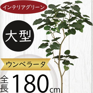 Ex[^ tFCNO[ ^  ϗtA A lC CeAO[  lHϗtA lH  A[gvc A[gO[ CeA   f