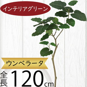 Ex[^ tFCNO[ ^  ϗtA A lC CeAO[  lHϗtA lH  A[gvc A[gO[ CeA  fBXv