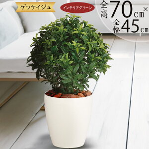 tFCNO[  lC A CeAO[ [ j ϗtA lHϗtA  A[gO[ lH   CeA IuWF ~hTCY Mtg 