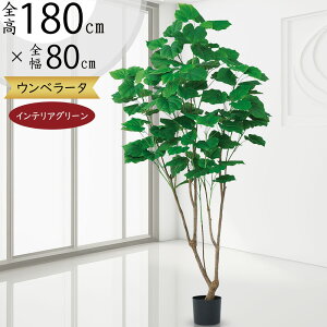 Ex[^ tFCNO[ ^  ϗtA A lC CeAO[  lHϗtA lH  A[gO[ CeA  傫   fBX