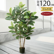 楽天市場】ゴムの木 120の通販