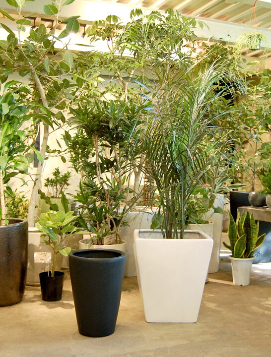 楽天市場】植木鉢 大型 人気 プランター 園芸鉢 観葉鉢 ポット 器 鉢 