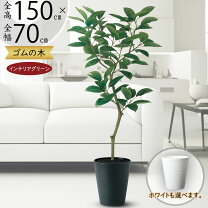 楽天市場】150cm（種類（植物）ゴムの木）（花・観葉植物｜花 