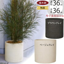 楽天市場】鉢 kontonの通販