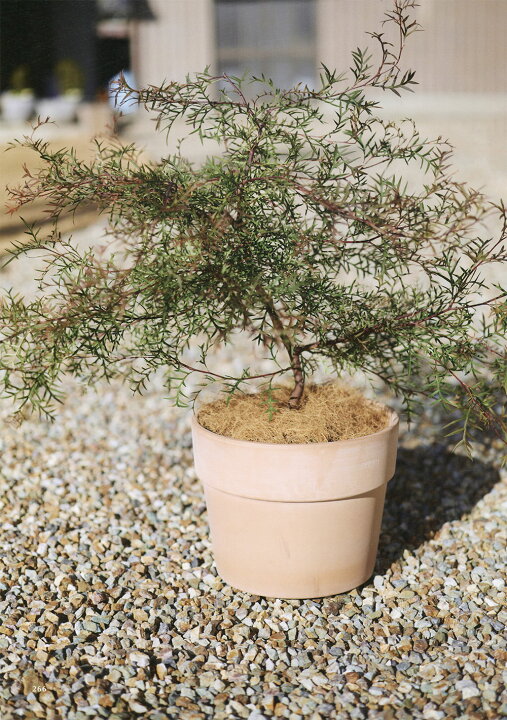 楽天市場】植木鉢 大型 テラコッタ おしゃれ 人気 おすすめ プランター 