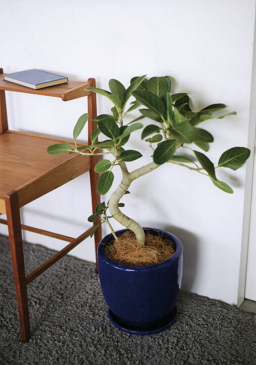 楽天市場】植木鉢 受け皿付き おしゃれ 人気 プランター 観葉植物 園芸 