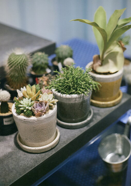 楽天市場】植木鉢 受け皿付き おしゃれ 人気 プランター ミニ観葉 観葉 