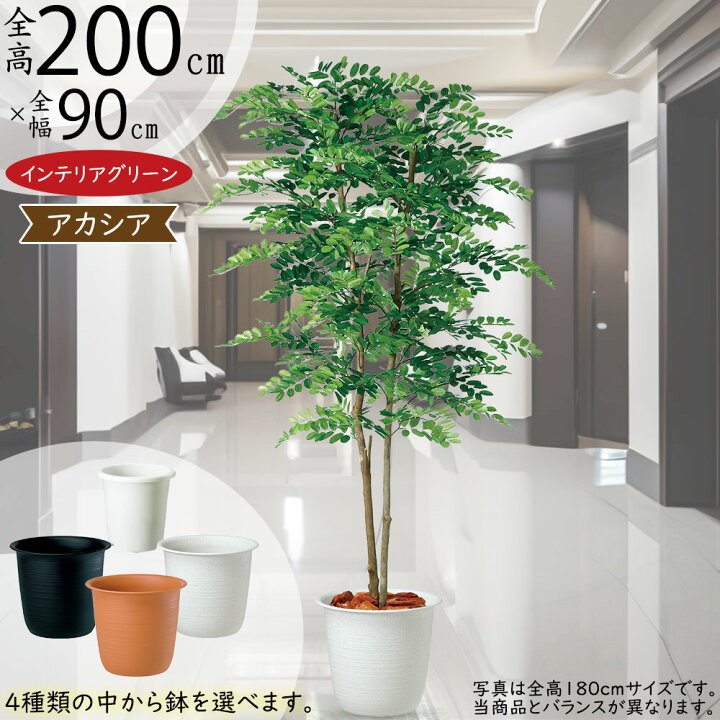 楽天市場】【フェイクグリーン】おしゃれ 特大 観葉植物 アカシア  