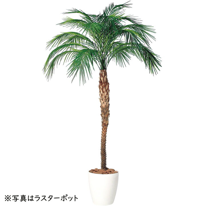 楽天市場】ヤシの木 フェニックス ロベレニー ロベヤシ フェイク 