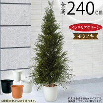 楽天市場】もみの木の通販