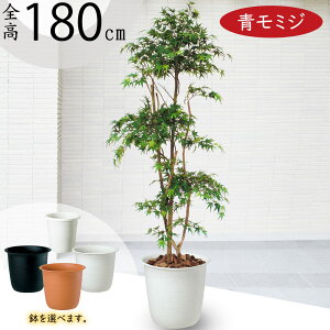 ݂ ~W tFCNO[ ^  lC A CeAO[ lHϗtA lH ϗtA  A[gO[ A[gvc CeA IuWF Ƌ  Mt