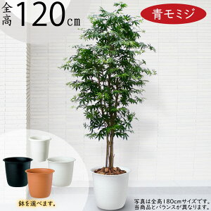 ݂ ~W tFCNO[  lC A CeAO[ lHϗtA lH ϗtA  A[gO[ A[gvc CeA IuWF Ƌ  Mtg V