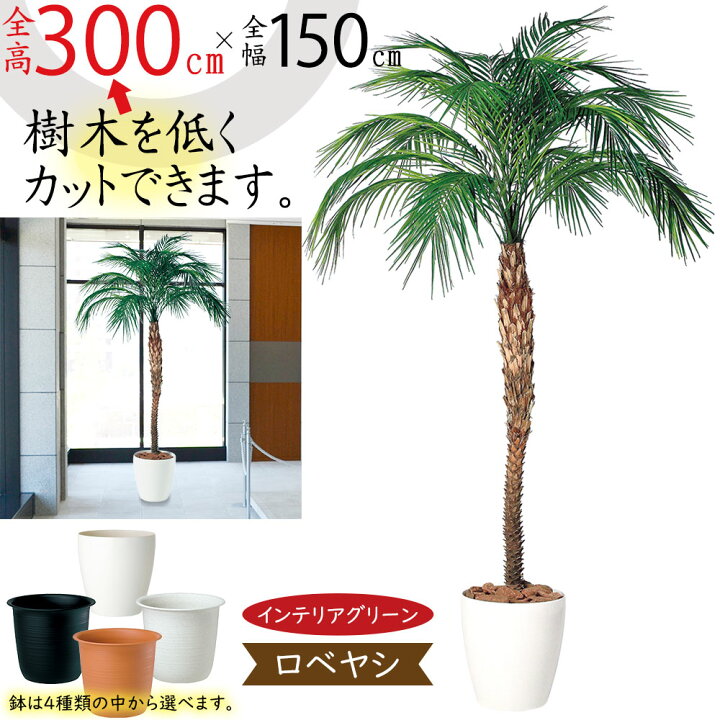 楽天市場】ヤシの木 フェニックス ロベレニー ロベヤシ フェイク 