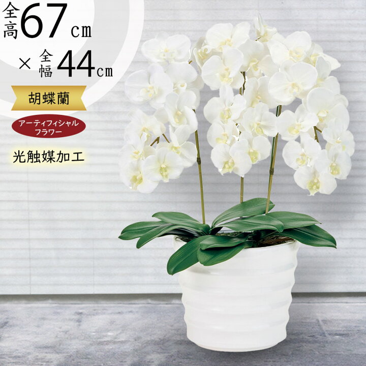 楽天市場】胡蝶蘭 鉢花 3本立 光触媒加工 全高67cm ピュア オーキッド 