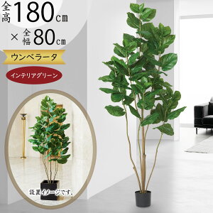 Ex[^ tFCNO[ ^  ϗtA A lC CeAO[  lHϗtA lH  A[gO[ CeA  傫   fBX