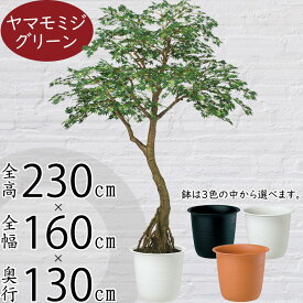 【フェイクグリーン】【法人専用】おしゃれ 人気 おすすめ 大型 特大 リアル 観葉植物 青モミジ もみじ 紅葉 モミジ 山もみじ インテリアグリーン 全高230cm 鉢付き コアッド 人工観葉植物 人工樹木 造花 アートグリーン インテリア オブジェ イベント ディスプレイ ギフト