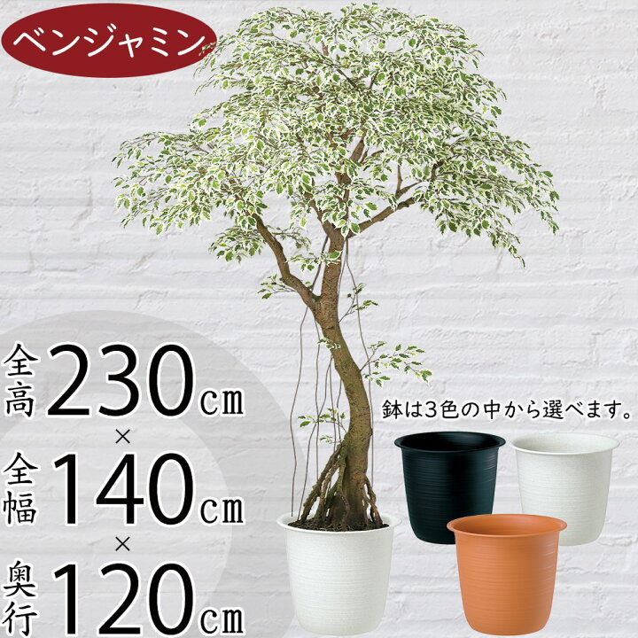 楽天市場】フェイクグリーン 大型 おしゃれ ベンジャミン フィカス 