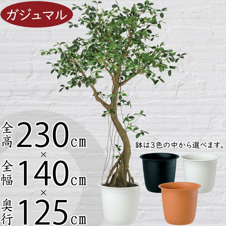 楽天市場】フェイクグリーン 大型 ガジュマル カジュマル おしゃれ 