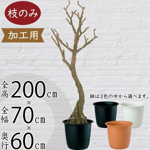 tFCNO[ ^  CeAO[ A lC lHϗtA  ϗtA A[gO[ lH X Vbv Ǝ{  fBXvC  ^  