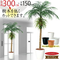 楽天市場】フェニックス ロベレニー（人工観葉植物｜造花・人工観葉 