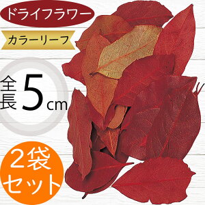 hCt[ J[[t bh S5cm 2܃Zbg 1ܖ100×2 1ܖ30giVRf Rf i` ԍ t[AWg fBXvC j