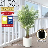 楽天市場】ヤシの木 屋外（花・ガーデン・DIY）の通販