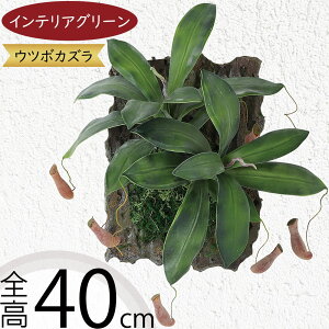 tFCNO[ Ec{JY HA  lC A  CeAO[ lHϗtA lH IuWF  CeA A[gO[ ϗtA { ǖ