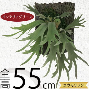 tFCNO[ rJNV_ RE X^bOz[  lC A  CeAO[ lHϗtA lH IuWF  CeA A[gO[ ϗtA 