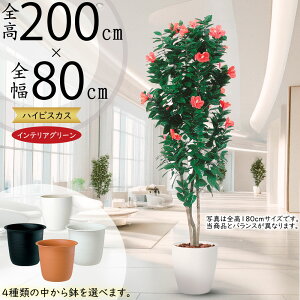 tFCNO[ ^ nCrXJX  lC A CeAO[ M Ԗ    lHϗtA lH A[gO[ CeA IuWF  { 