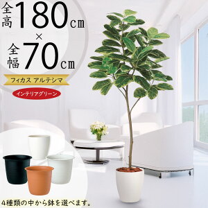 AeV}  ^ lC tFCNO[ A CeAO[ A[gvc lHϗtA ϗtA lH  A[gO[ CeA IuWF  tBJX 