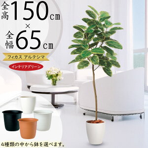 AeV}  ^ lC tFCNO[ A CeAO[ A[gvc lHϗtA ϗtA lH  A[gO[ CeA IuWF  tBJX 