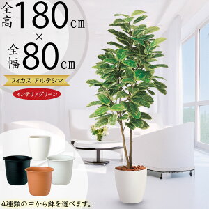 AeV}  ^ lC tFCNO[ A CeAO[ A[gvc lHϗtA ϗtA   A[gO[ CeA IuWF  tBJX A