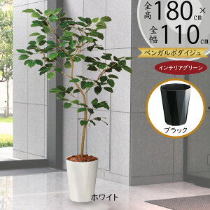 tFCNO[ ^  lC A ϗtA CeAO[ lHϗtA  lH CeA IuWF A[gO[ 傫 傫  xK{_CW M