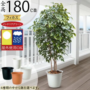 tFCNO[ Op OΉ ^  lC A CeAO[ ϗtA lHϗtA lH   A[gO[ tBJX xW~  CeA 傫