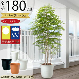 tFCNO[ Op ^  lmL Go[tbV lC A CeAO[ ϗtA lHϗtA lH  A[gO[  CeA  oR