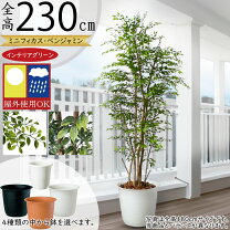 楽天市場】人工樹木 屋外の通販