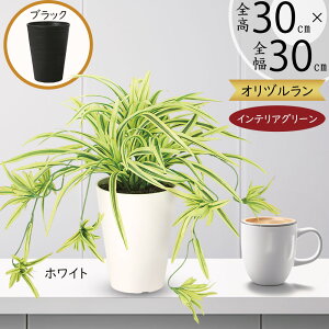 フェイクグリーン オリヅルラン オリズルラン おしゃれ 人気 リアル インテリアグリーン 観葉植物 人工観葉植物 造花 アートグリーン 樹木 鉢物 お洒落 インテリア 小型 小さい 小さめ オブ