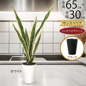 tFCNO[ A  lC A  CeAO[ TZxA TXxA  lHϗtA lH  A[gO[ ϗtA  CeA M