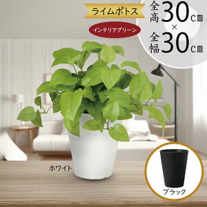 |gX tFCNO[  lC CeAO[ A C|gX ^  fXN lHϗtA ϗtA lH  CeA IuWF Ƌ   rO 