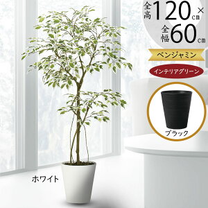 tFCNO[  xW~ tBJX xW~i  ϗtA A lC  CeAO[ lHϗtA lH  CeA A[gO[  {