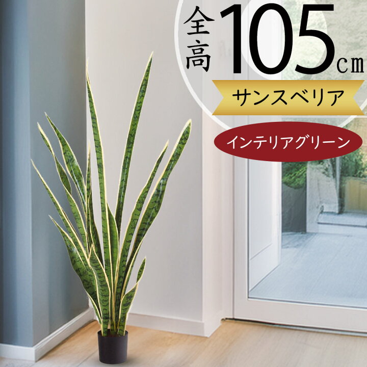 楽天市場】サンセベリア サンスベリア フェイクグリーン 多肉植物 